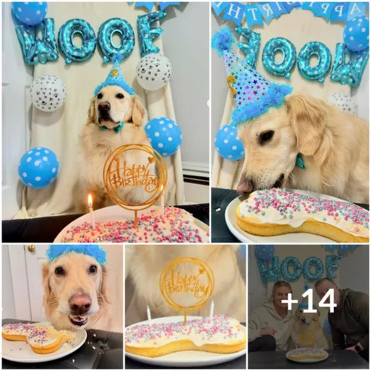 A Solitary Pup’s Special Day Party